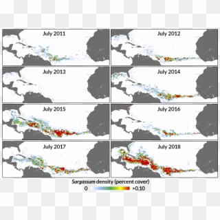 A Compilation Of Maps Showing How Sargassum Algae Mats - Great Atlantic Sargassum Belt, HD Png Download