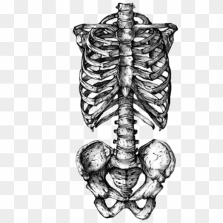 Rib Cage Human Skeleton Human Skull Symbolism Tattoo - Skeleton Rib Cage Tattoo, HD Png Download