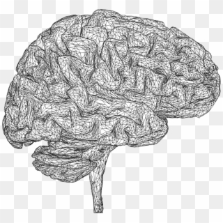 3d Brain Line Drawing, HD Png Download