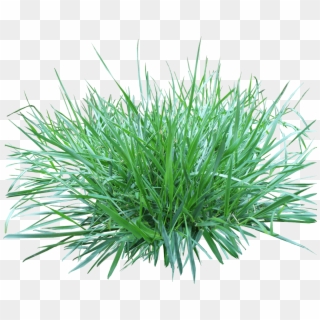 Bunch Of Grass Png, Transparent Png