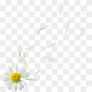 Some Flower's Effect's Png ❤❤ - Camomile, Transparent Png