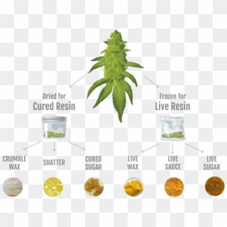Infographic - Weed Bud Clipart, HD Png Download