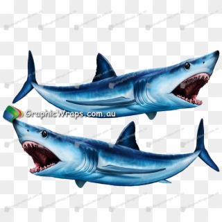 Great White Shark , Png Download - Great White Shark, Transparent Png