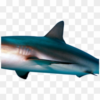 Great White Shark Clipart Invisible Background - Real Transparent Background Shark, HD Png Download