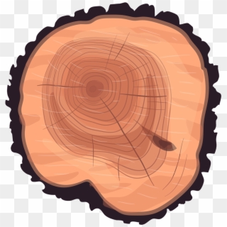 Wheel Eucalyptus Stump Tree Wood Trunk Clipart - Tree Rings, HD Png Download