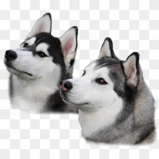 Husky Puppies With Transparent Background, HD Png Download