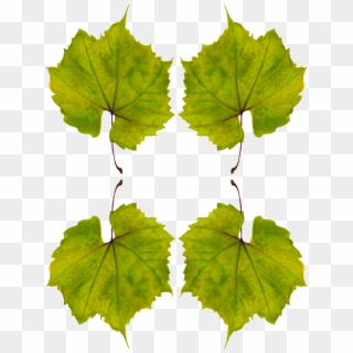 Transparent Grape Leaf Png - Vitis, Png Download