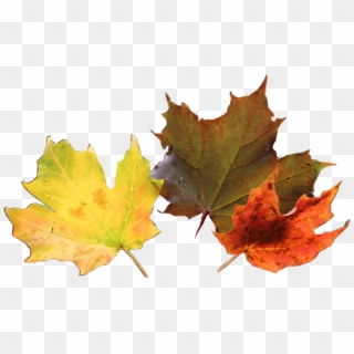 #hojas #otoño #naranja #nature #leaves - Maple Leaf, HD Png Download