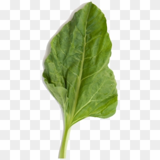 Transparent Png