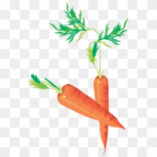 Carottes Png - Carrots Drawing - Zanahorias - Möhren - Baby Carrot, Transparent Png