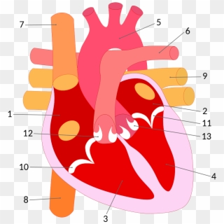 Parts Of The Heart Png, Transparent Png