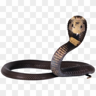 Viper Snake Png - Cobra Snake Png, Transparent Png
