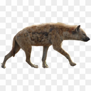 Hyena Png Background - Hyena Png, Transparent Png