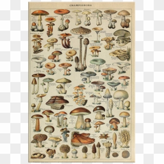 Poster Champignons, HD Png Download