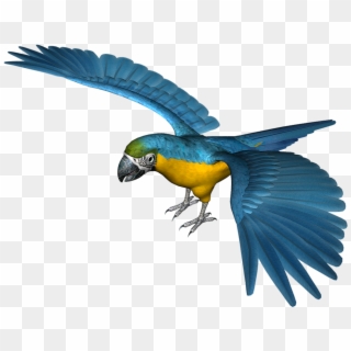 Flying Blue Parrot Bird Transparent Background, HD Png Download