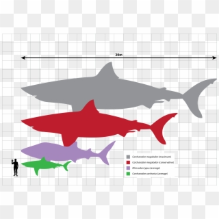 Megalodon Scale, HD Png Download