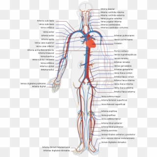 Circulatory System Diagram, HD Png Download