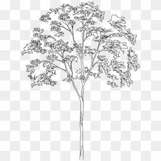 Tree Architecture Tree Drawing Png- - Architecture Tree Drawing Png, Transparent Png