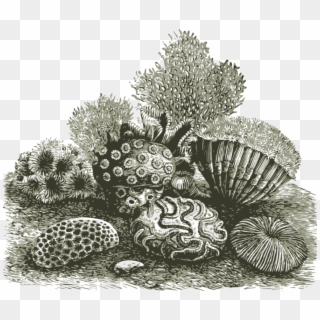 Drawn Shell Coral Reef, HD Png Download