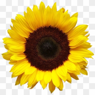Sunflower Png Images Free Download, Transparent Png