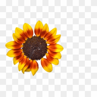 Free Png Download Sunflower Png Tumblr Png Images Background - Portable Network Graphics, Transparent Png