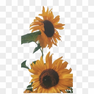#sunflower #tumblr #png #freetoedit - Retro Vintage 70s Aesthetic, Transparent Png