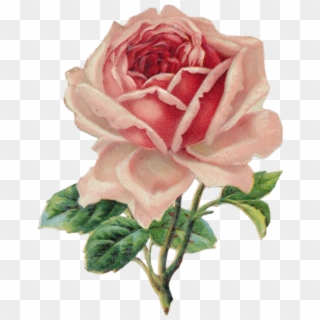 Vintage Rose, HD Png Download