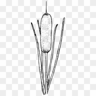 Cattail Clip Art Drawing Portable Network Graphics - Cattails Clipart Black And White, HD Png Download