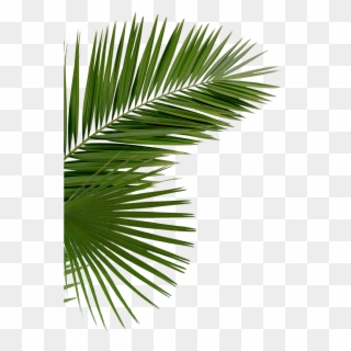 Hd Palms Png - Palm Tree Leaves Png Transparent, Png Download