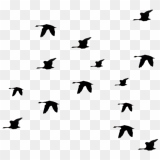 Flying Birds Silhouette Png -flying Bird Graphic - Bird Gif Png Fly, Transparent Png