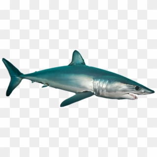 #ftestickers #shark #sea #ocean #fish - Mako Shark Transparent Png, Png Download
