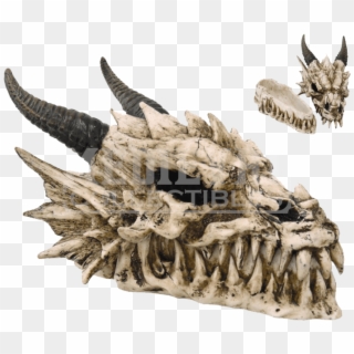 Dragon Skull Png - Dragon Skulls, Transparent Png