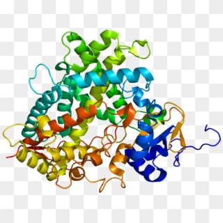 Cytochrome P450 Png, Transparent Png