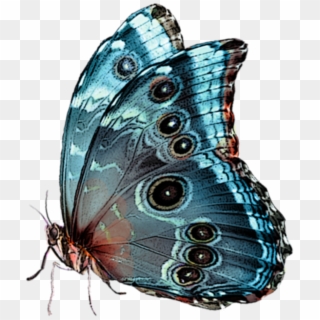 Papillon Hd Png, Transparent Png
