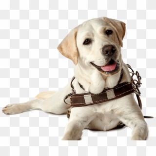 Labrador Retriever Puppy Guide Dog Companion Dog Dog - Seeing Eye Dog Transparent, HD Png Download