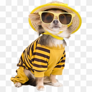 Chihuahua Sunglasses Photography Cool Dog T-shirt Puppy - Cat And Dog Vacation, HD Png Download