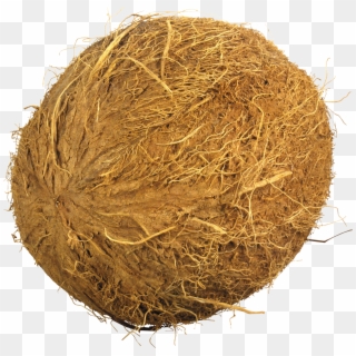 Coconuts Png, Transparent Png