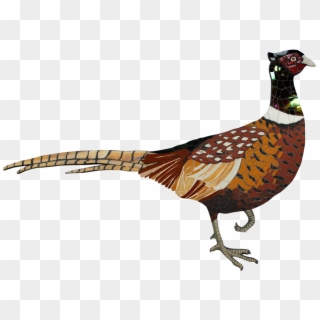Transparent Pheasant Clipart - Ring-necked Pheasant, HD Png Download