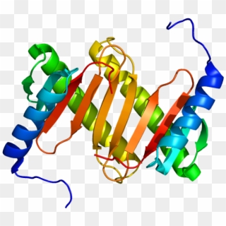 Protein Dynlrb1 Pdb 1y4o - Illustration, HD Png Download