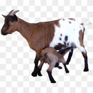 Goat Png, Transparent Png