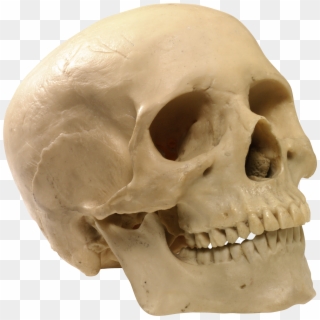 Human Skull Png - Human Skull Transparent Background, Png Download