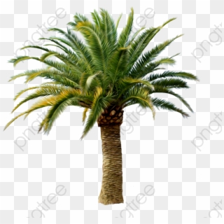 Coconut Tree Clipart Tropical - Date Palm Trees Png, Transparent Png