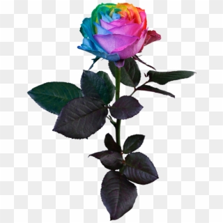 Rainbow Rose, HD Png Download