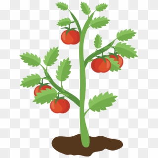 Cartoon Tomato Plant Png - Decorating Ideas