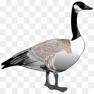 Goose Png High-quality Image - Canada Geese Clip Art, Transparent Png