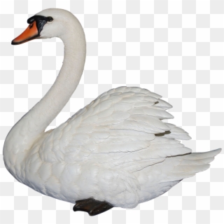 Swan Png Clipart Png Image - Mute Swan Transparent, Png Download