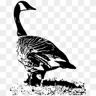 Medium Image - Canada Goose Clipart Black And White, HD Png Download ...