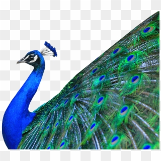 Peacock Png - Peacock Hd Images Png, Transparent Png