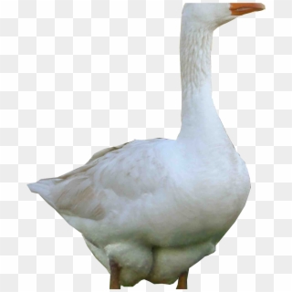 3d White Goose Png Image Hd Wallpapers Download For - Duck Png, Transparent Png