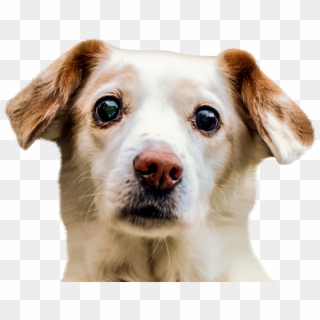 Border Collie Puppy Pet Sitting - Dog Face Png, Transparent Png